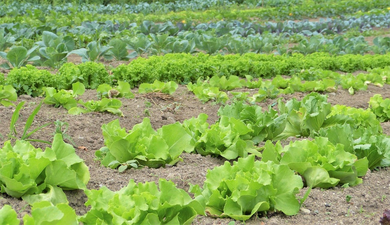 Cultivo de lechugas en Lanzarote. Agricultura