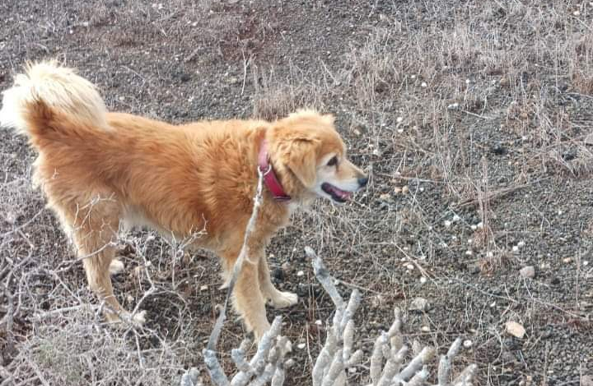 Canelo, el perro perdido