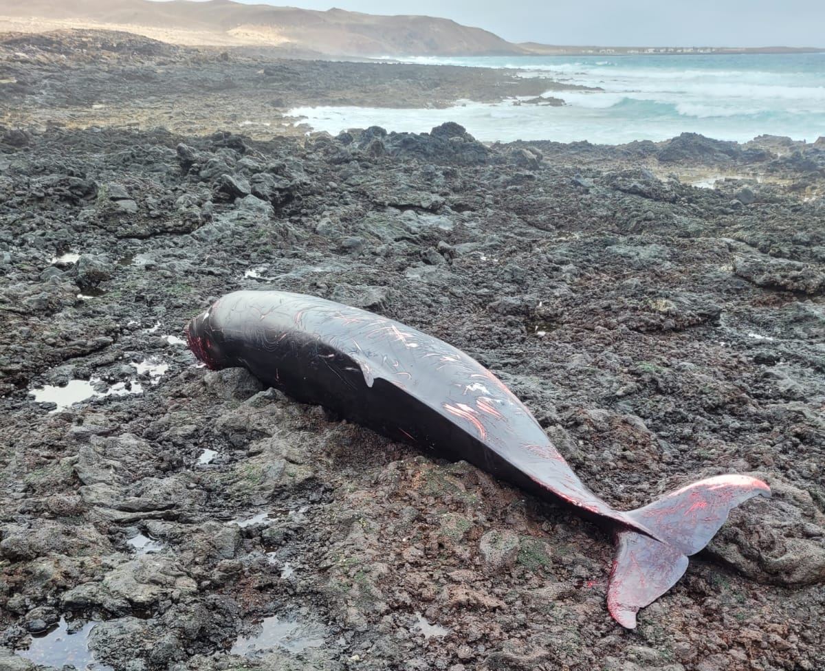 El cachalote pigmeo ha aparecido muerto en las costas de La Graciosa. Foto: Fernández Antonio (@toniovetpath)