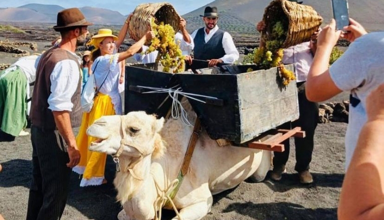 Proceso de vendimia con camello en la Geria