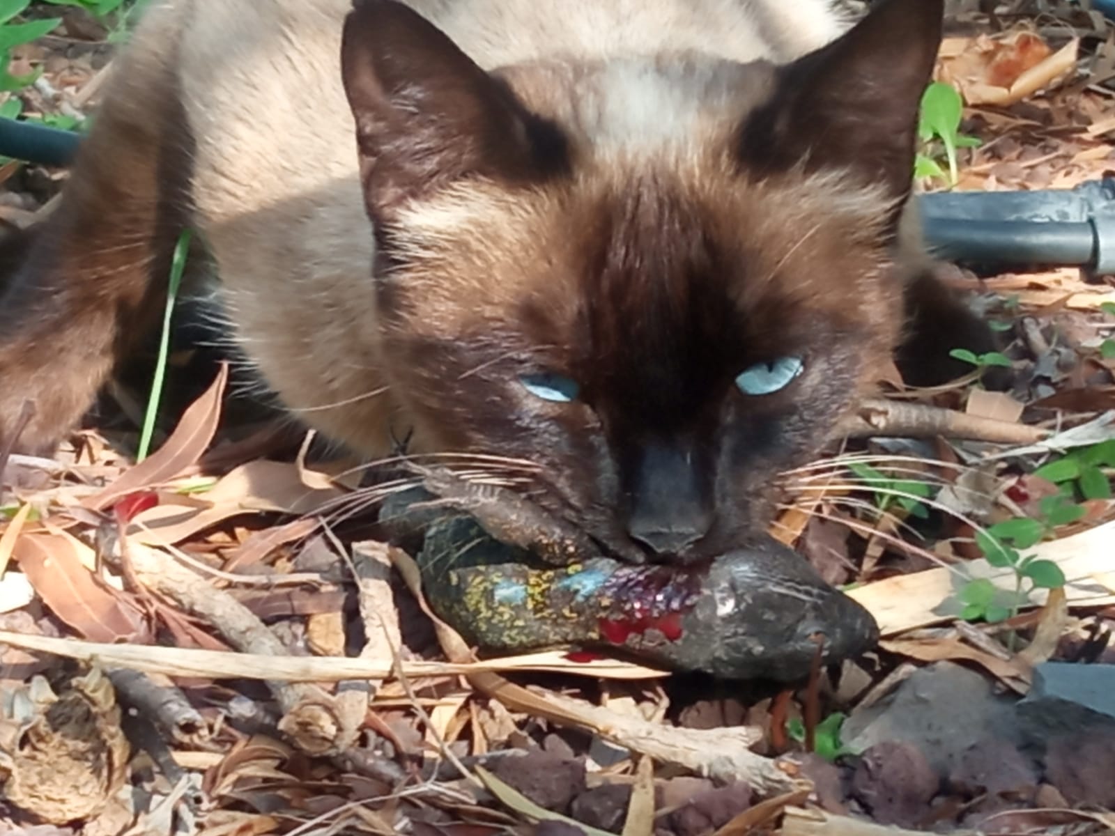 Un gato callejero depreda a un lagarto tizón. Autora: Ingrid Rivero.