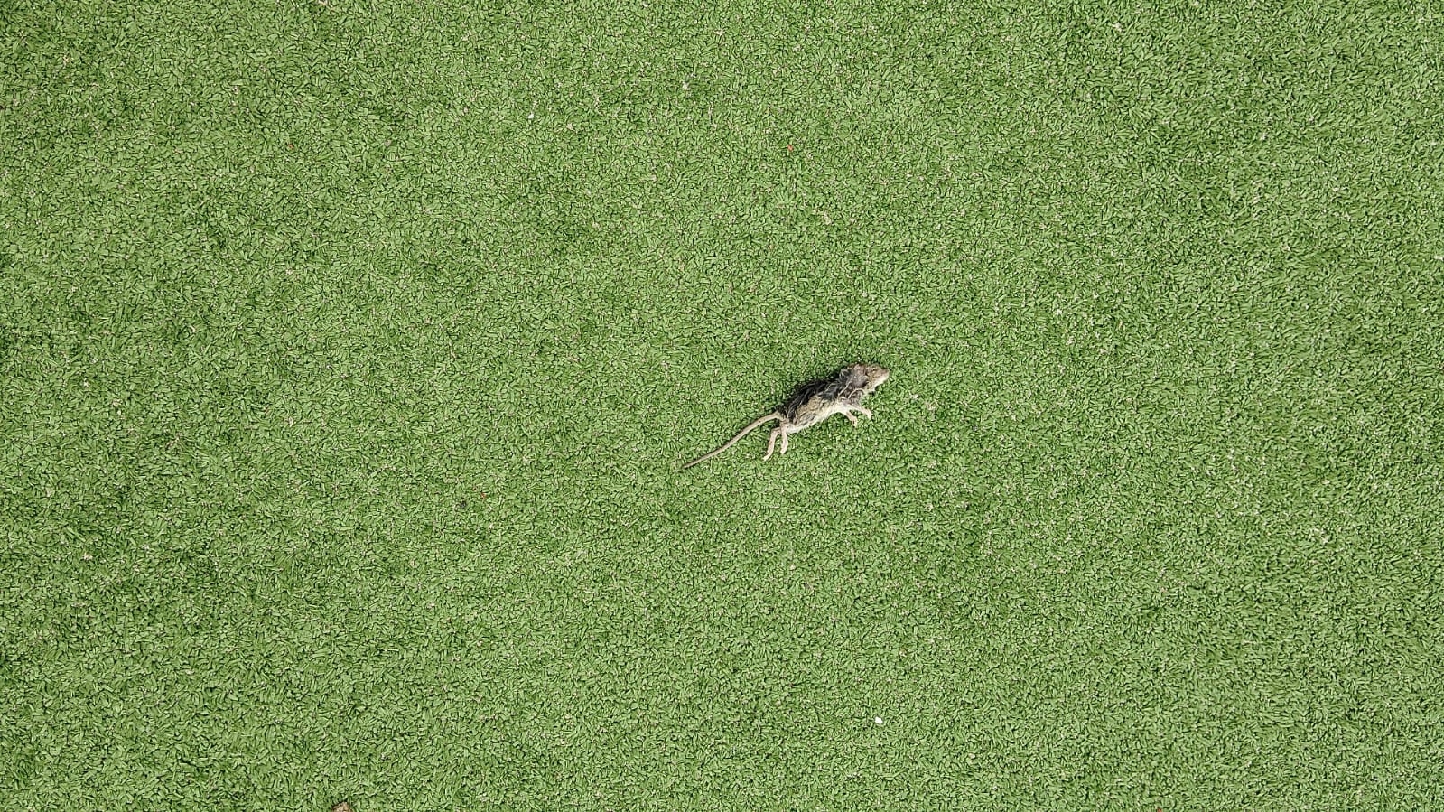 Un ratón en el parque infantil de Mancha Blanca en Tinajo.