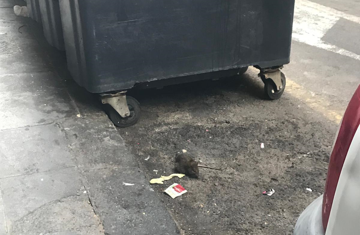 Rata junto a unos contenedores en Arrecife