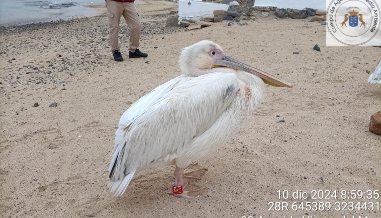 PELÍCANOS EN LA GRACIOSA 1