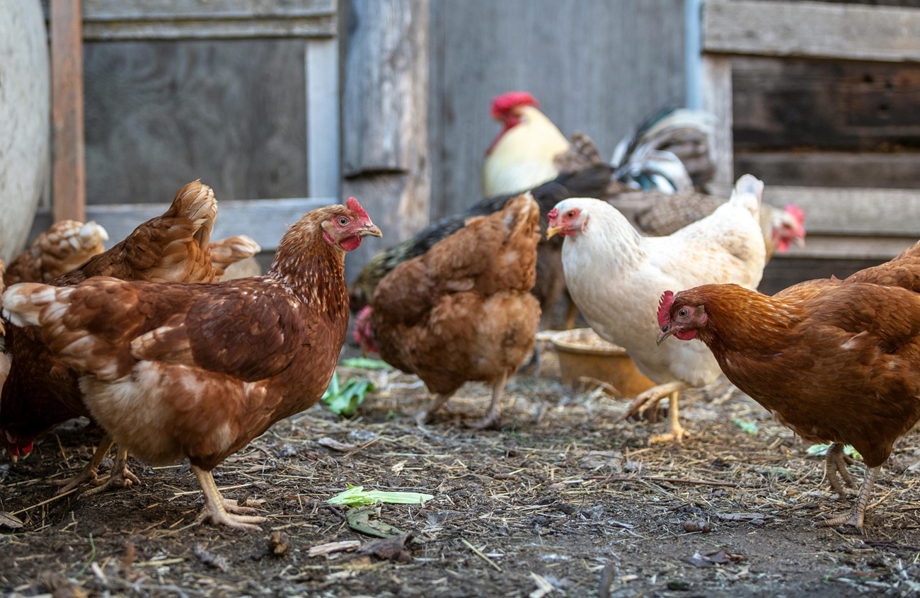 Gallinas. Agricultura y Ganadería.