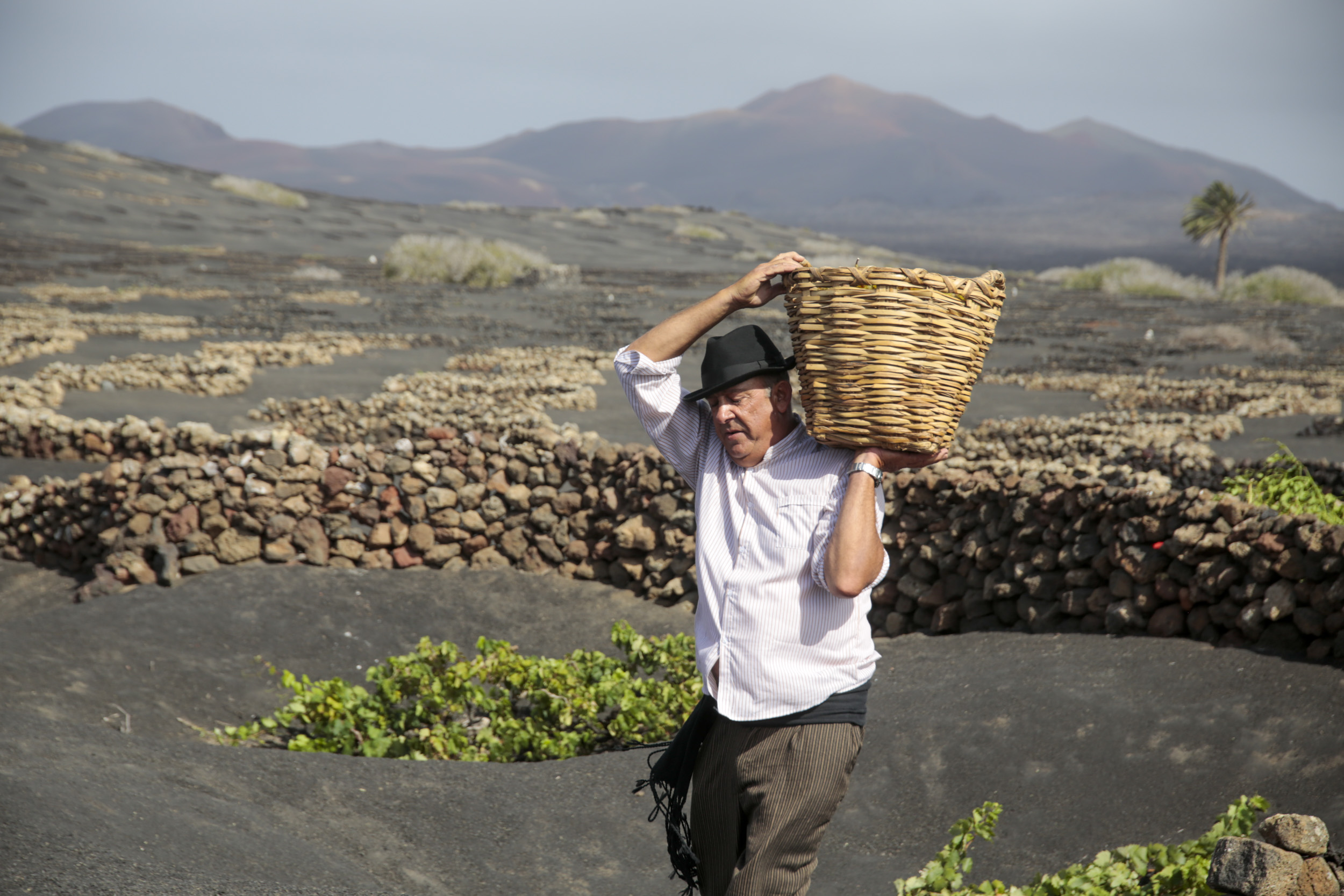 Un agricultor de La Geria. El paro ha descendido en Canarias sobre todo en Agricultura.