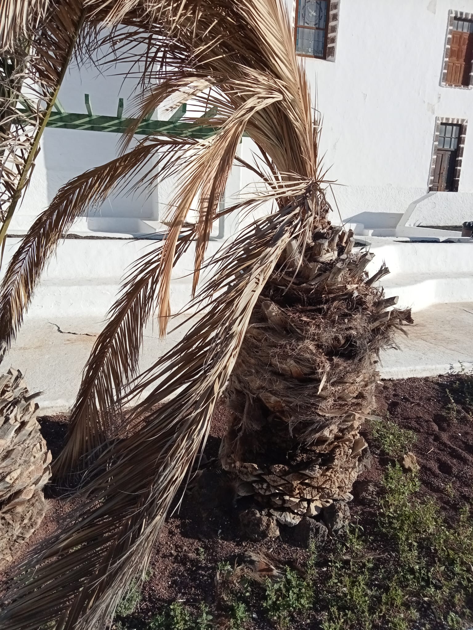 Estado de las palmeras en los jardines de Guatiza. 