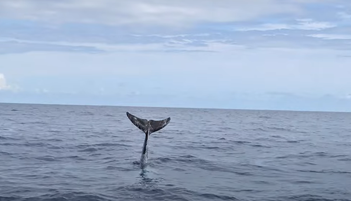 Vídeo: Un grupo de calderones grises juega frente a las costas de Lanzarote