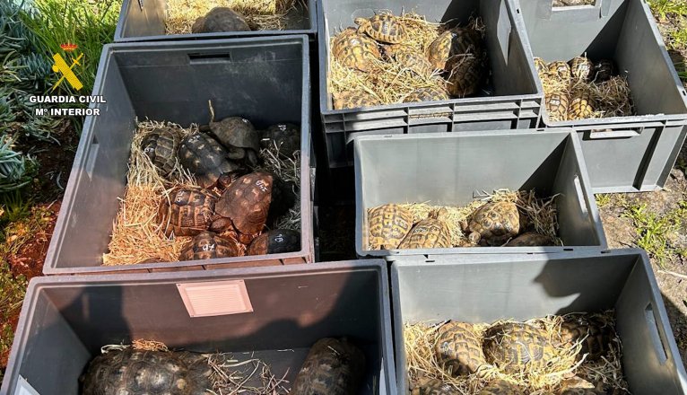 Varias especies de tortugas en Canarias. Varias especies de tortugas en Canarias.