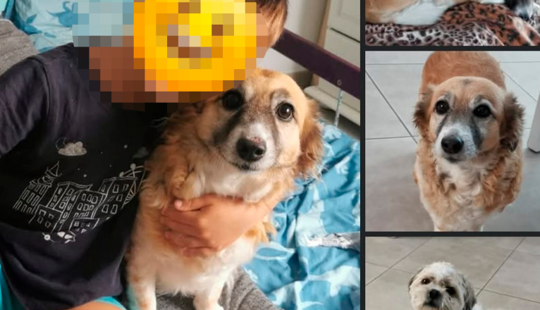 Su hijo junto a sus dos perritas. Foto: Cedida. Su hijo junto a sus dos perritas. Foto: Cedida.