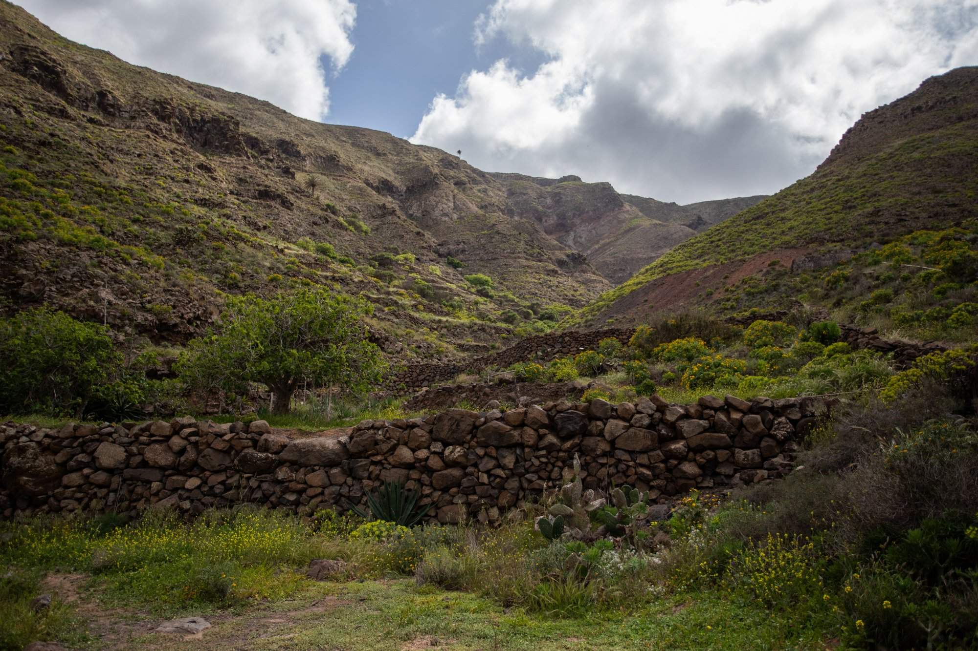 Nateros en el barranco de Chafarís. Foto: Andrea Domínguez. Nateros en el barranco de Chafarís. Foto: Andrea Domínguez.